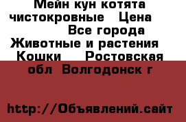 Мейн-кун котята чистокровные › Цена ­ 25 000 - Все города Животные и растения » Кошки   . Ростовская обл.,Волгодонск г.